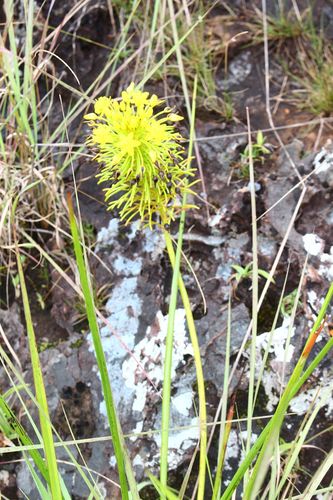 Yellow Cat's Tail