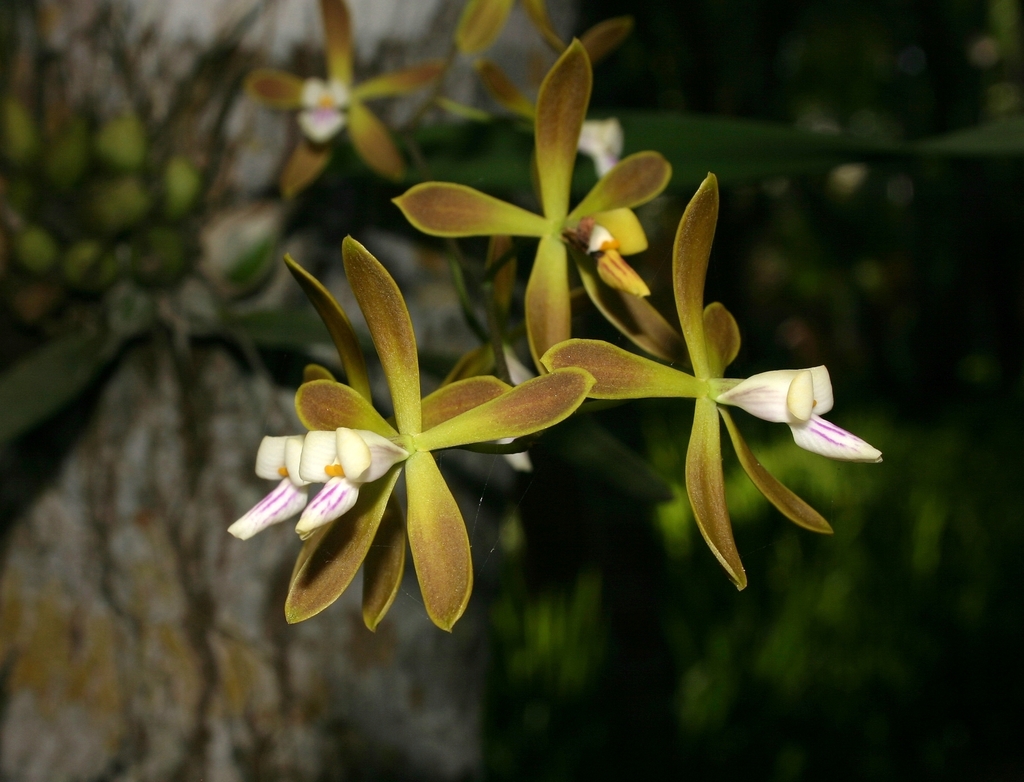 Encyclia acutifolia Schltr. 2