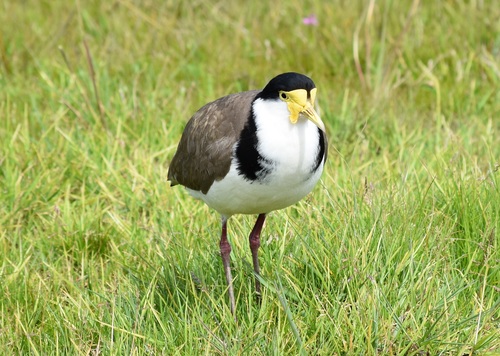 Masked Lapwing, photo 7 of 8