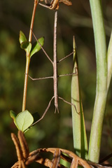 Pachymorpha