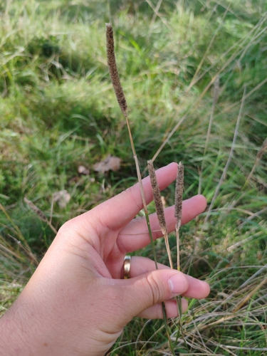 Phleum bertolonii, photograph 4