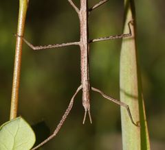 Pachymorpha