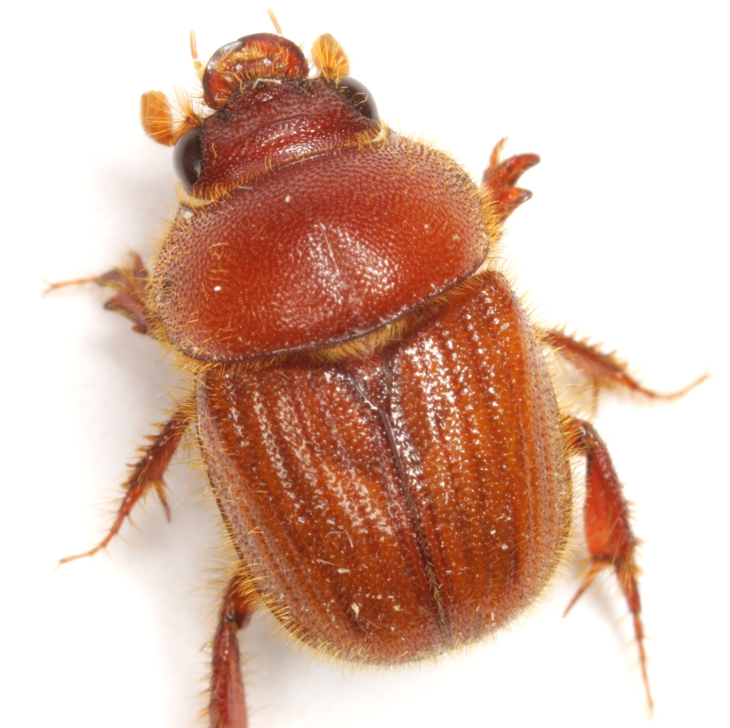 Neochodaeus frontalis
