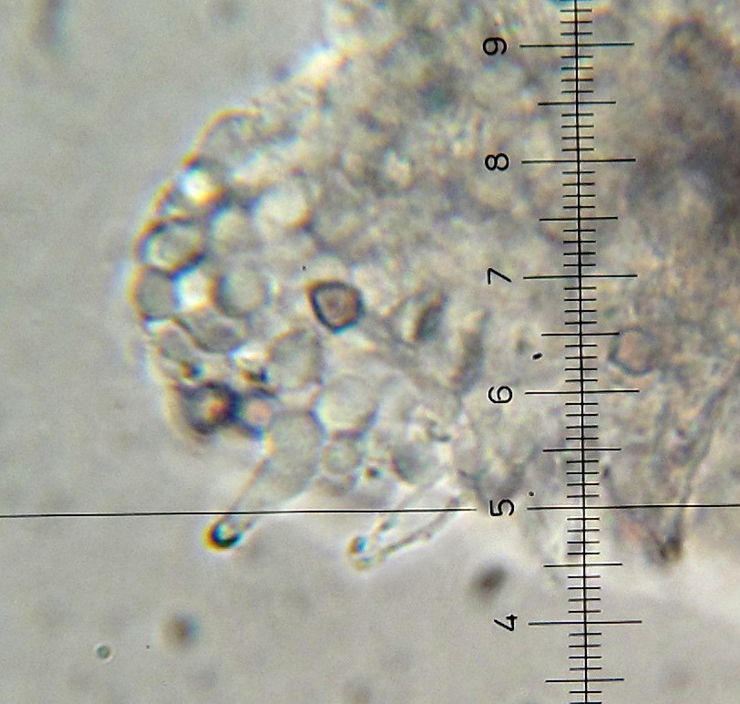 Psilocybe fagicola image