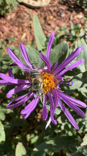 Yellow-shouldered Drone Fly