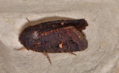 Proteuxoa atra