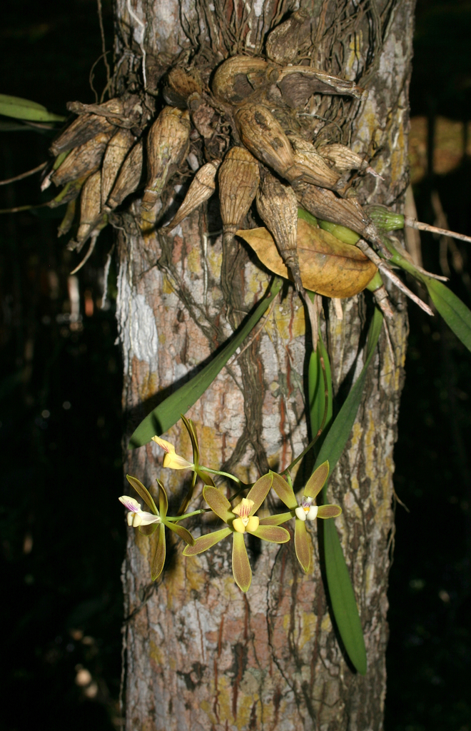 Encyclia acutifolia Schltr. 3