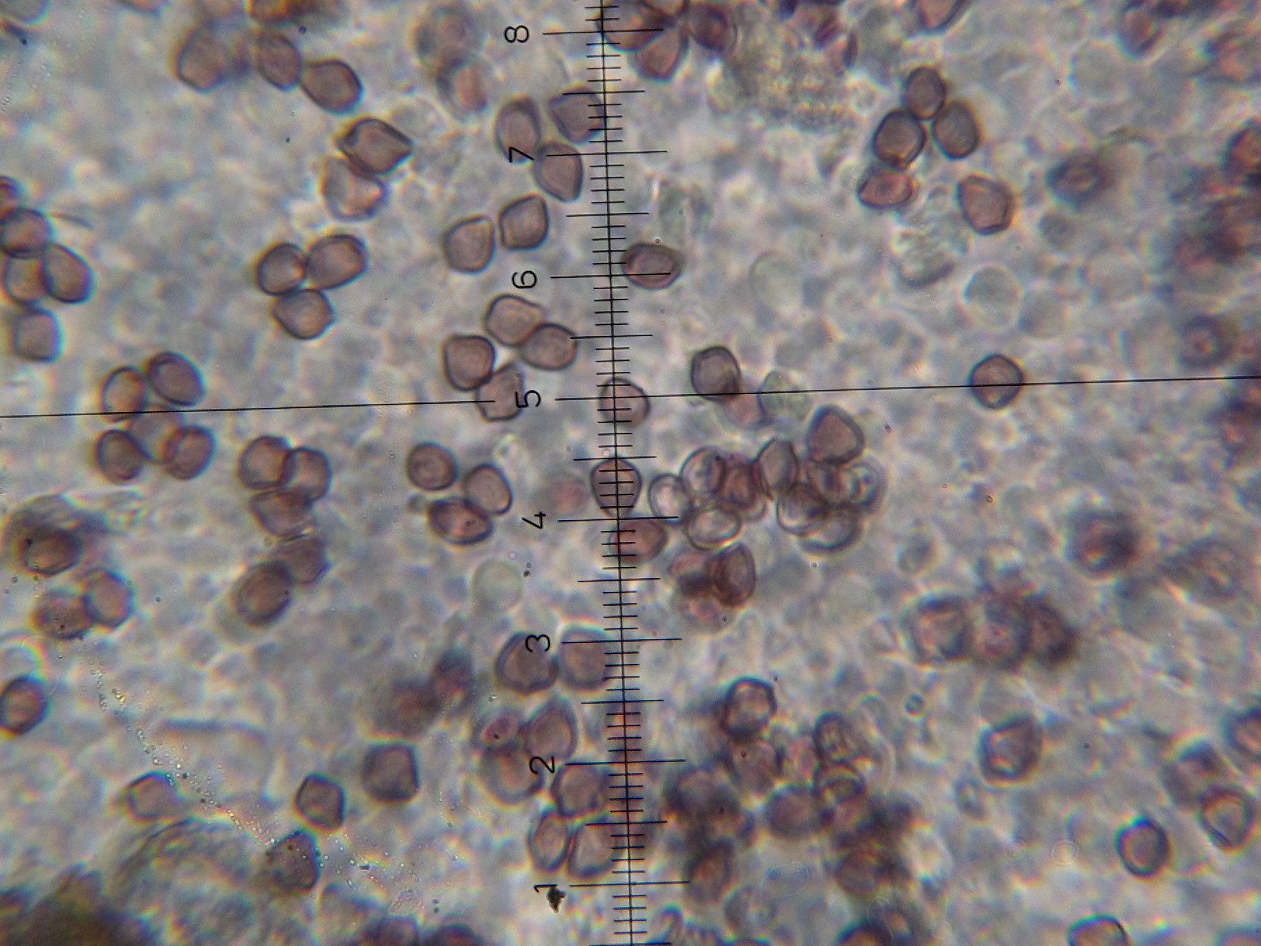 Psilocybe fagicola image