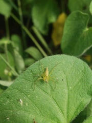 Oxyopes