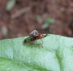 Canthyloscelis antennata