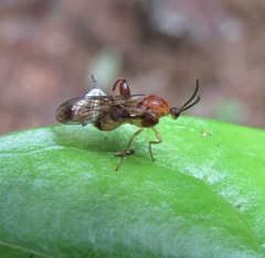 Canthyloscelis antennata