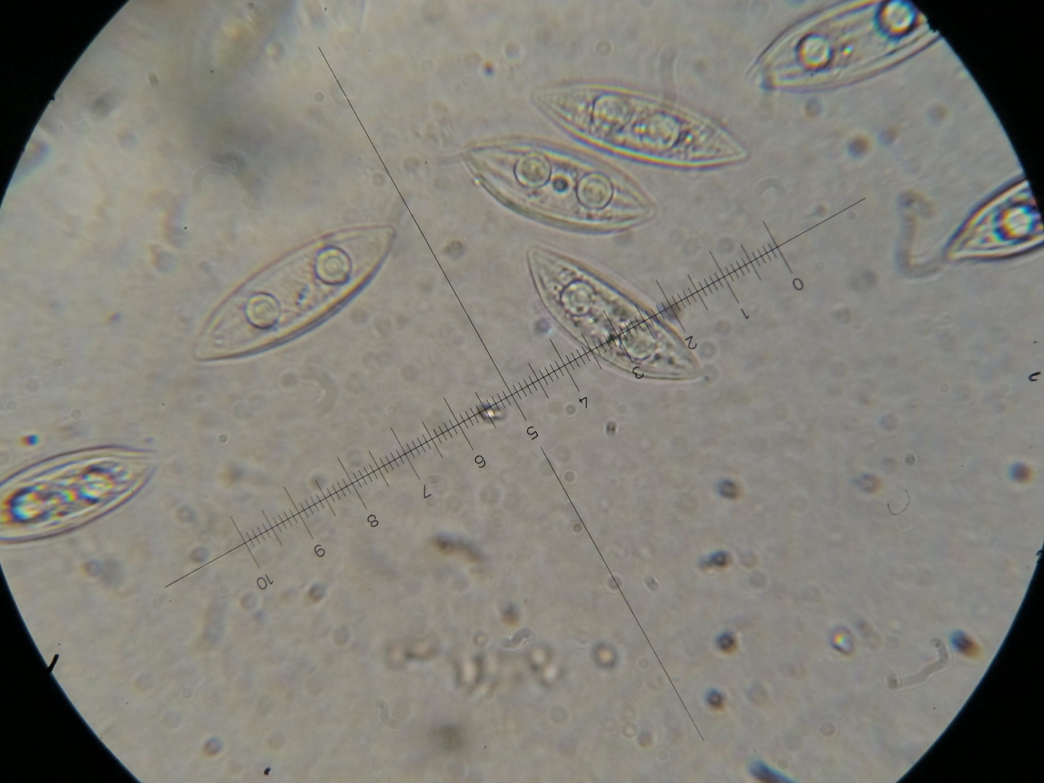 Cookeina venezuelae image