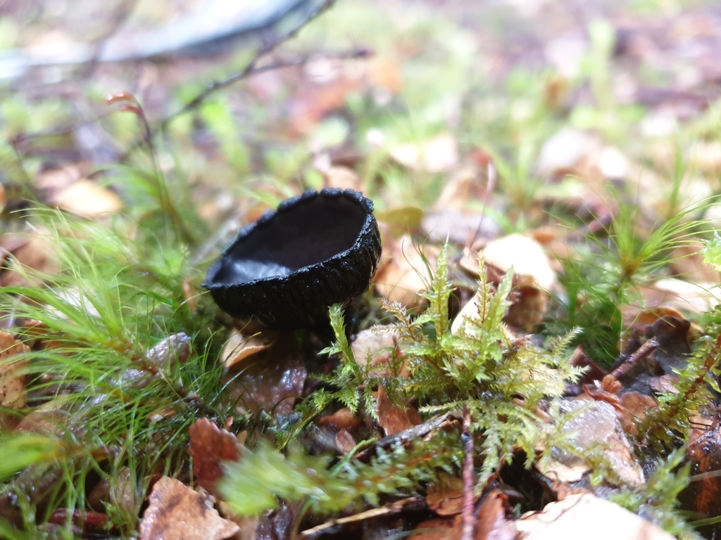 Aleurina calospora