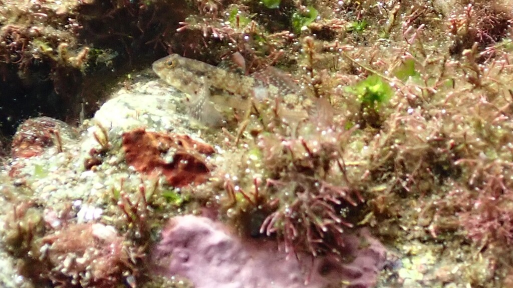 Dusky frill-goby