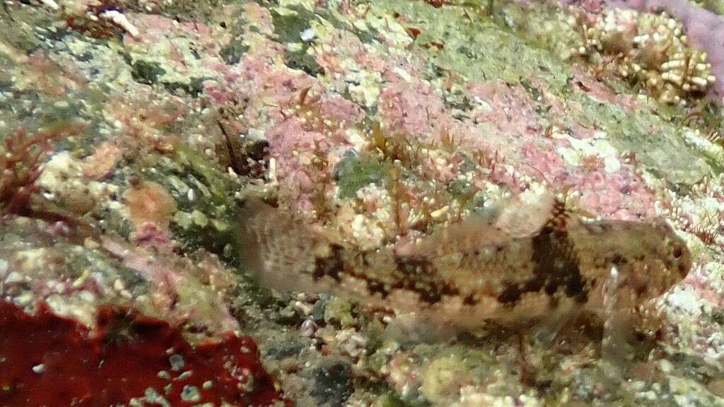 Dusky frill-goby