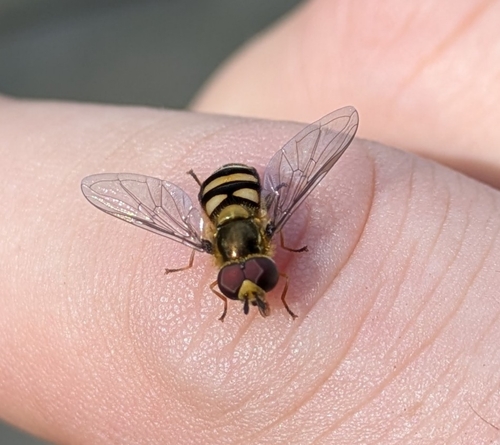 Unknown species found near Stockbridge