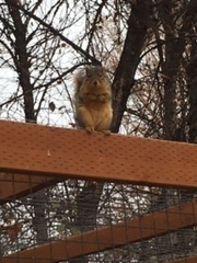Sciurus niger