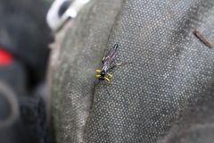 Dusona stramineipes