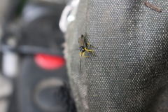 Dusona stramineipes
