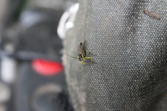 Dusona stramineipes