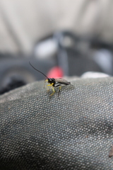 Dusona stramineipes