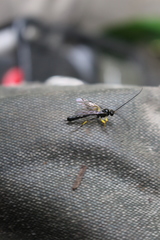 Dusona stramineipes
