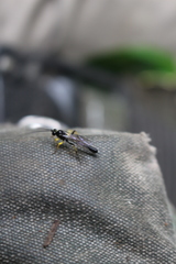 Dusona stramineipes