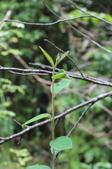 Cotoneaster frigidus