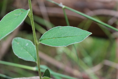 Cotoneaster frigidus