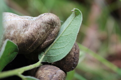 Cotoneaster frigidus
