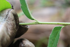 Cotoneaster frigidus