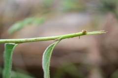 Cotoneaster frigidus