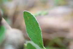 Cotoneaster frigidus