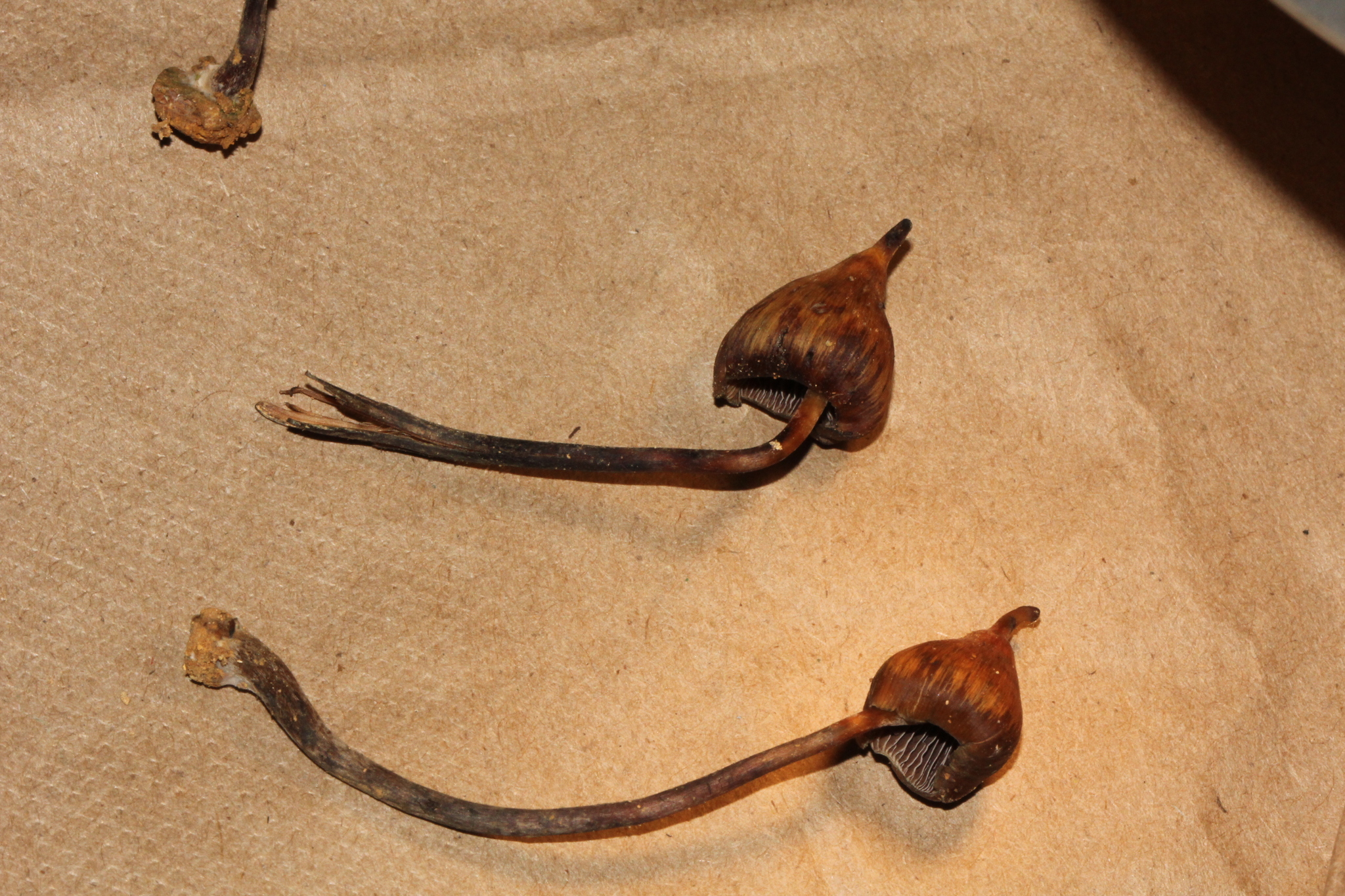 Psilocybe hoogshagenii var. hoogshagenii image