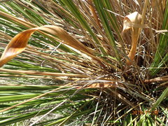 Chionochloa rigida rigida