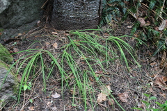 Arthropodium candidum