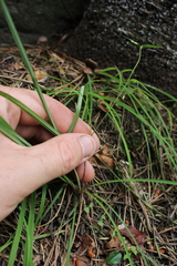 Arthropodium candidum
