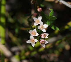 Cyanothamnus nanus nanus