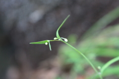 Arthropodium candidum