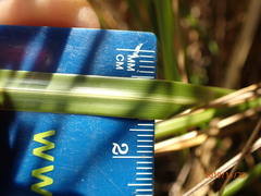 Chionochloa rigida rigida