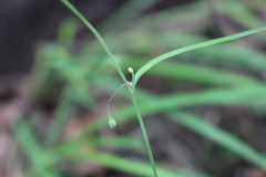 Arthropodium candidum