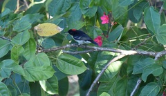 Myzomela jugularis