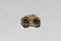 Polycyathus verrilli