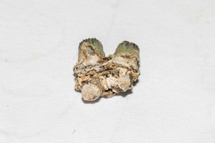 Polycyathus verrilli