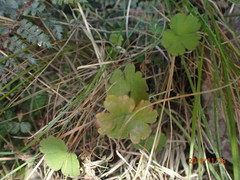 Geranium microphyllum