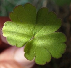 Geranium microphyllum