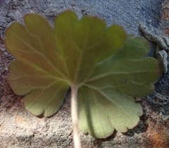 Geranium microphyllum