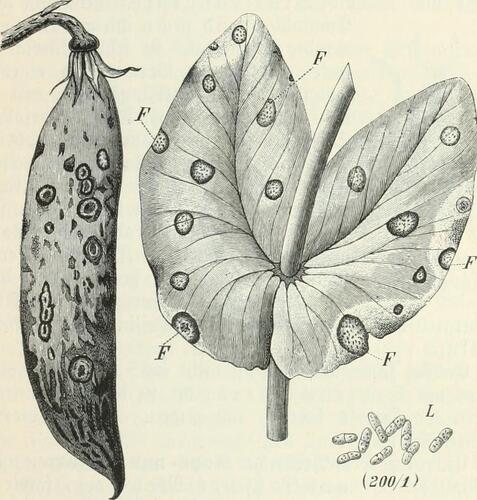 Didymella pisi
