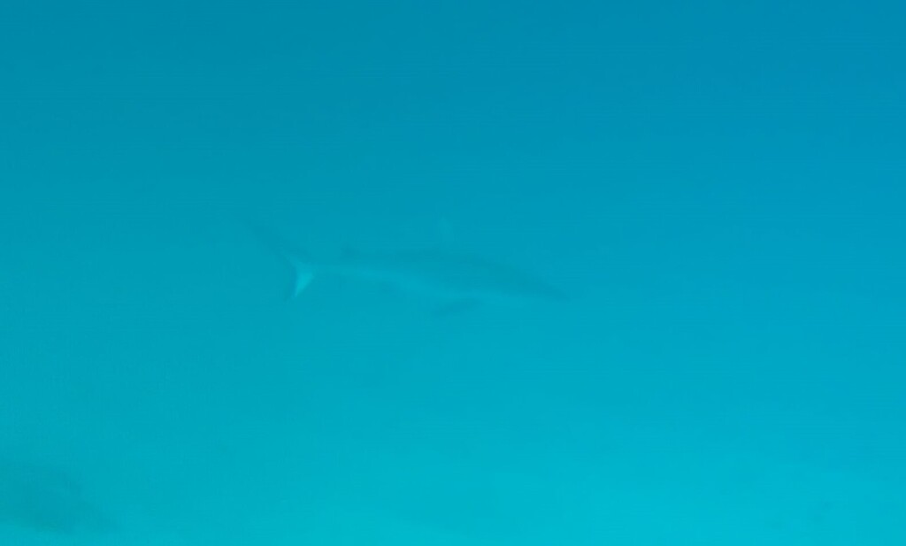 Grey reef shark