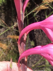 Watsonia fourcadei